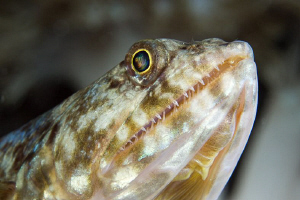 HUNTER

Reef Lizardfish - Synodus variegatus - Eidechse... by Jörg Menge 